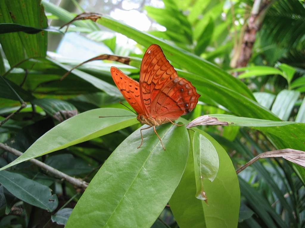 106 Kuranda Butterfly Sanctuary.jpg